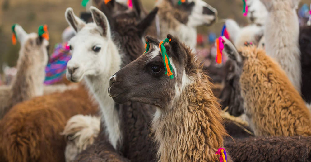 Huancavelica