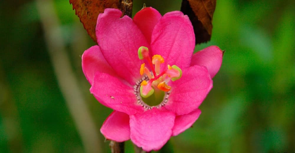 Amazonas