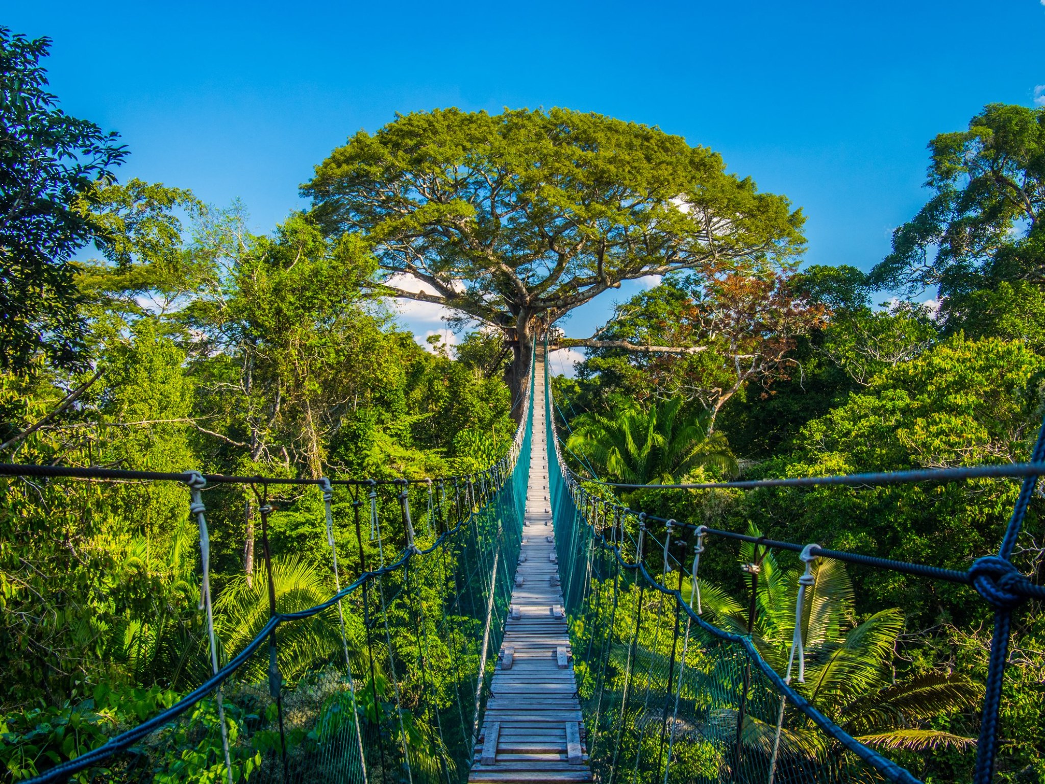 11. JUNGLE - MADRE DE DIOS