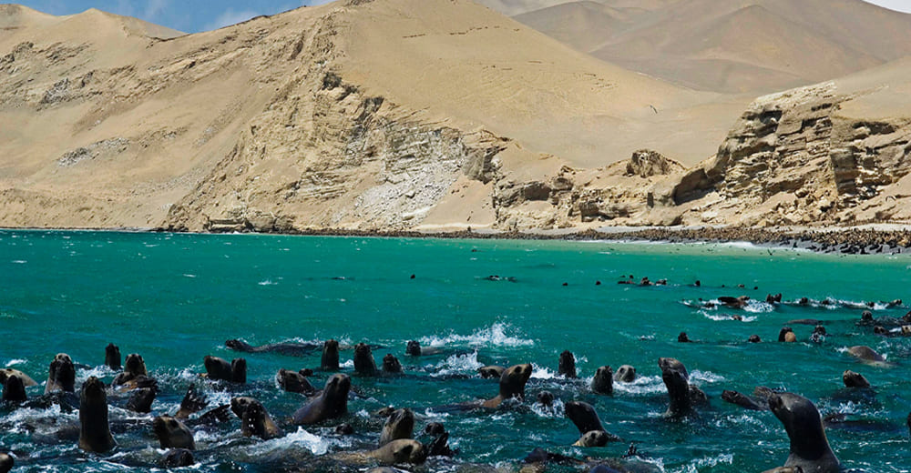 Ica - Ballestas Island
