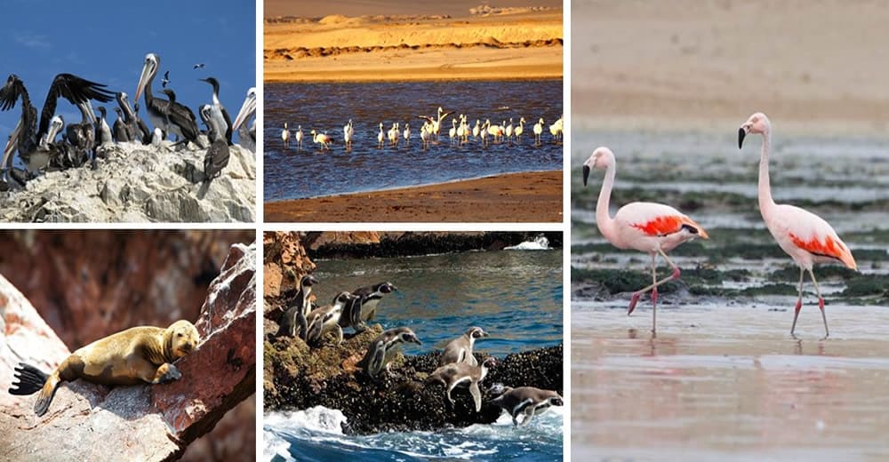 Ica - Ballestas Island