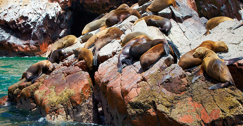 Ica - Ballestas Island