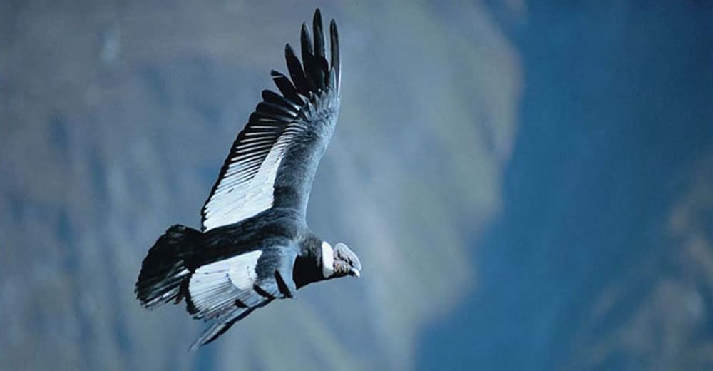 Arequipa - Condor