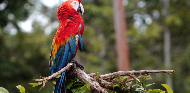 loro 2